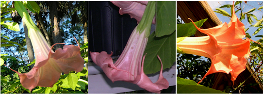 This is photo lineup of Pink Dragon at different times of the year. First on left is in June. Middle photo is November, and far right is taken in December