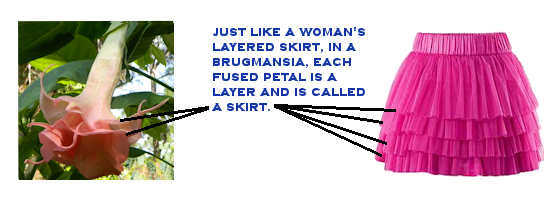 Just like a woman's layered skirt, the fused layers of petals of a double or triple blooming brugmansia, each layer of that petal is called a skirt.