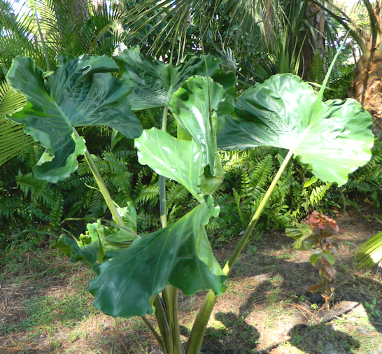 Alocasia Stingray Elephant Ear Plant
