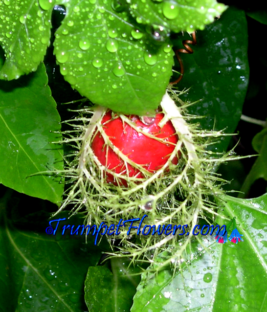 Fruit of the red cultivar Passiflora foetida