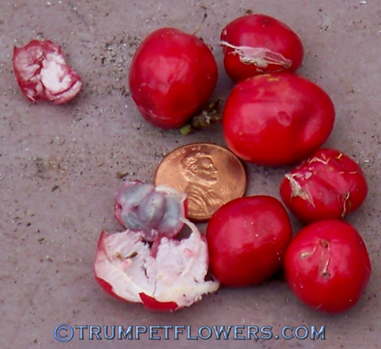 Passiflora foetida fruit, one is opened and you can see the actual fruit that covers the 4 small, black seeds