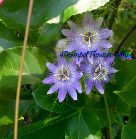 Passiflora Foetida