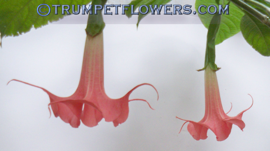 Brugmansia Rubirosa