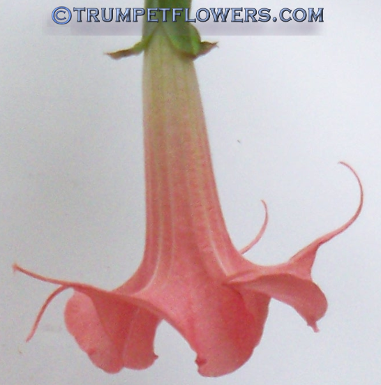 Angel Trumpet Rubirosa