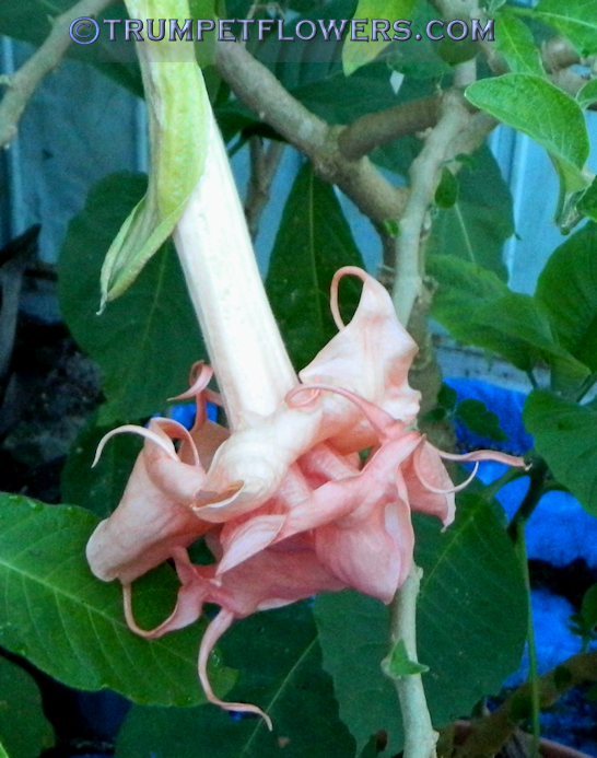 Brugmansia Berkonigin