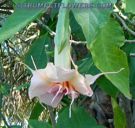 Angel Trumpet Berkonigin