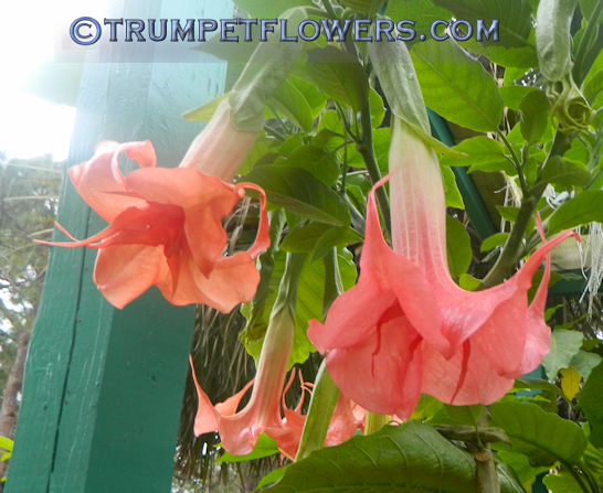Angel Trumpet Berkonigin