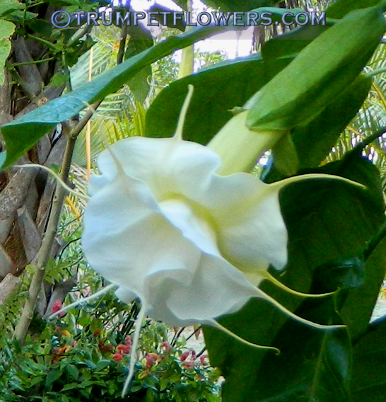 Angel Trumpet Catalonia