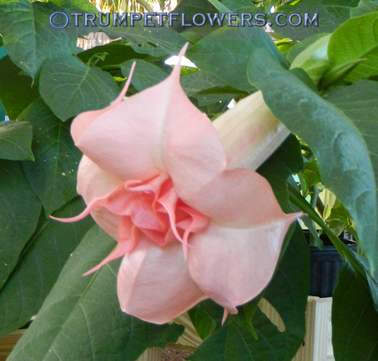 Brugmansia Full Rosea Magic