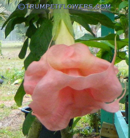 Full Rosea Magic brugmansia