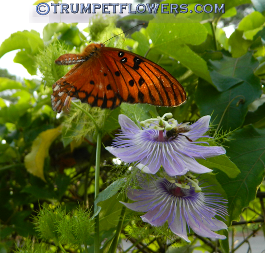 Gulf fritallary on Passiflora foetida