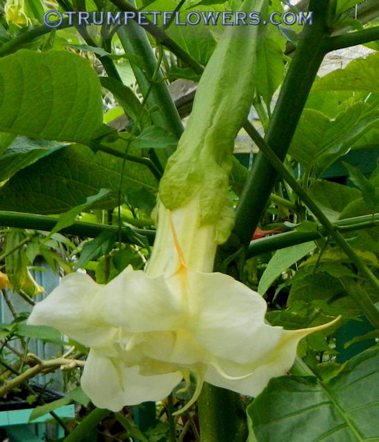 Hazelnut Buttercup brugmansia
