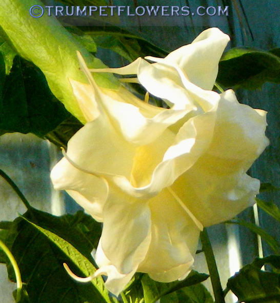 Hazelnut Buttercup brugmansia