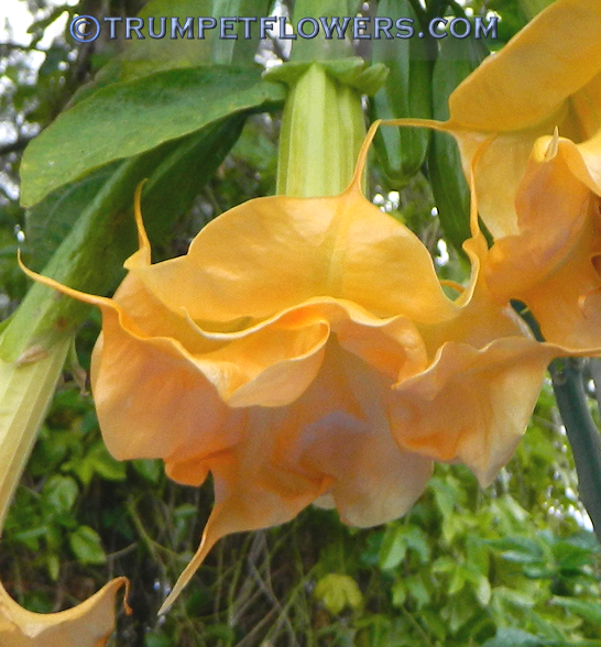 Wuppergold brugmansia