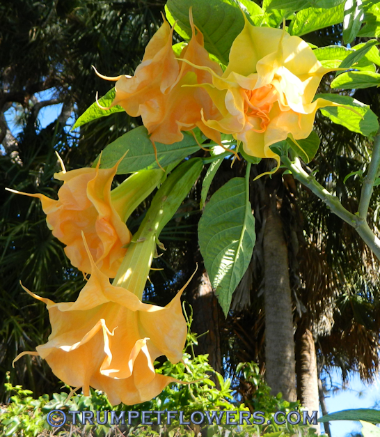 Wuppergold Angel trumpet
