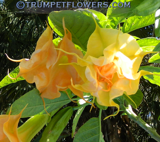 Wuppergold brugmansia