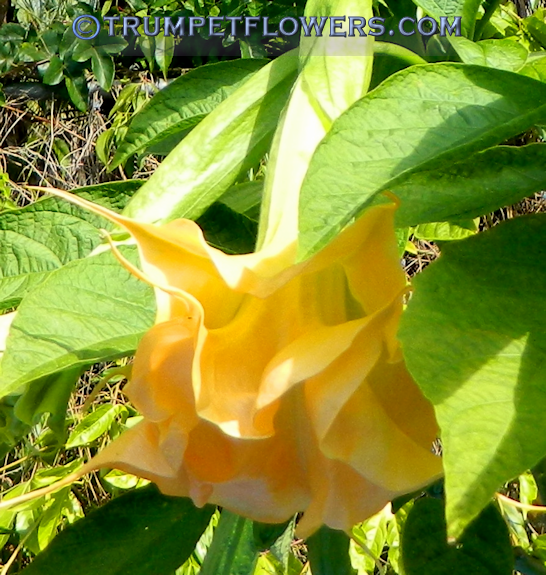 Wuppergold brugmansia