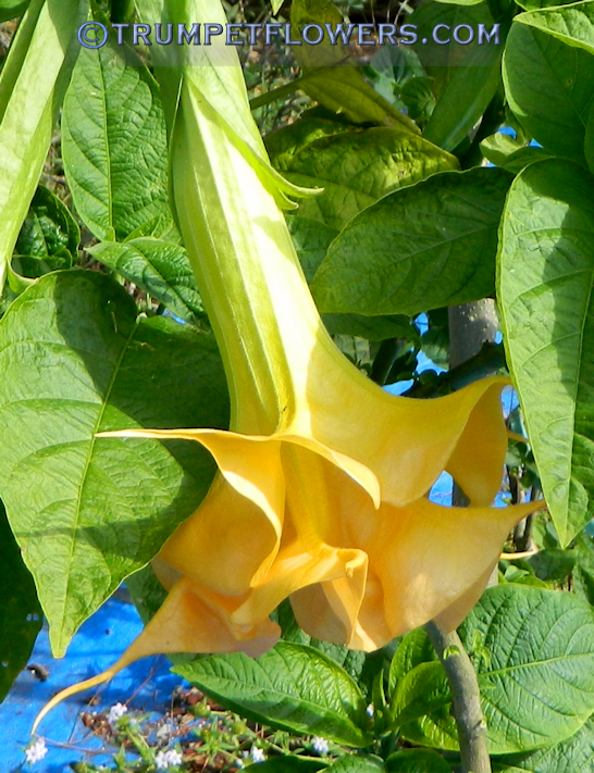 Angel Trumpet Wupppergold