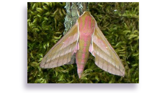 Elephant Hawk moth, for one of the commentors below. Beautiful, I tolerate them whenever possible. I guess I am a live and let live kinda gal