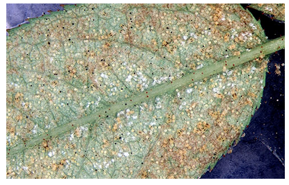 Spidermite damage, a heavily infested leaf