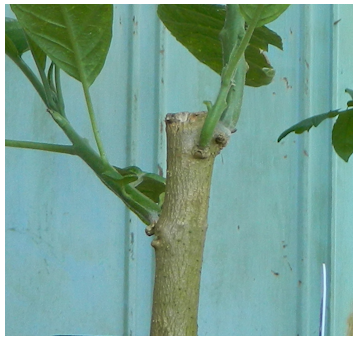 Brugmansia cutting showing several branches forming