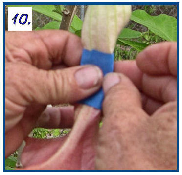 Pollinate Trumpet Flowers